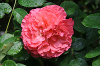 DSC_0211.JPG