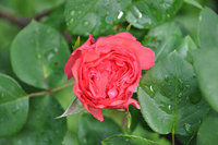 DSC_0218.JPG