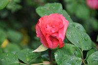 DSC_0220.JPG