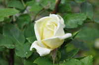 DSC_0221.JPG