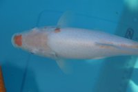 k-DSC_6461.jpg