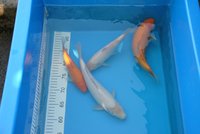 k-DSC_6485.jpg