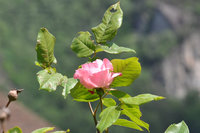 CSC_0300.JPG