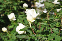 DSC_0240.JPG