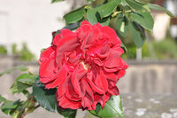 DSC_0252.JPG