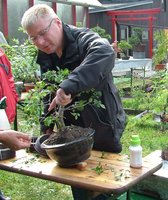 FertigerBonsai3107.JPG