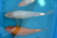 k-DSC_6454.jpg