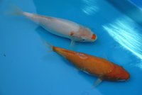 k-DSC_6478.jpg