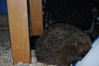 k-DSC_7528.JPG