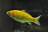 k-DSC_7442.JPG
