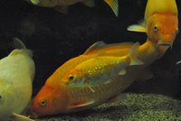 k-DSC_7509.JPG