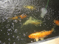 Koi15 003b.jpg