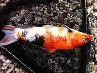 Foto (15).JPG