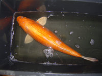 Koi16 003b.jpg