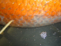 Koi16 002b.jpg