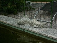 BilderKamera01.07.2011 130.jpg