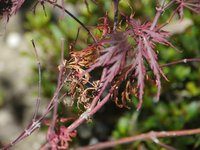 Acer Schadensbild 2.jpg