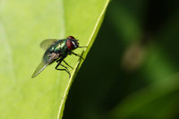 IMG_3676.jpg