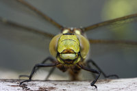 IMG_3860.jpg
