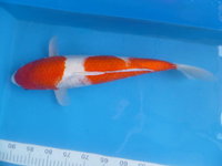 Kohaku XXX.jpg
