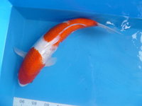 Kohaku YYYY.jpg