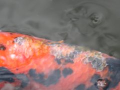 5cf87219.s.jpg