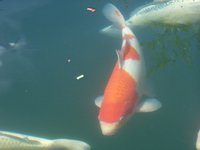 100_4664.JPG