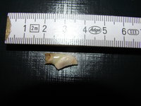 DSC00979.JPG
