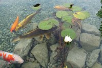 Koi.jpg