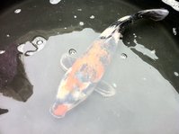 Foto 4.JPG