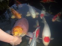 100_3915.jpg