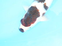 BilderKamera01.08.2011 023.jpg