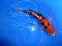 Konishi Sanke  Doitsu.jpg