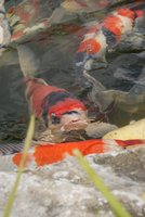 DSC01492.jpg