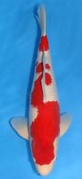KohakuKonishi56cm.jpg