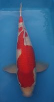 Kohaku1.jpg