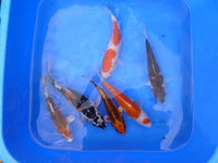 Mix 4-1.jpg