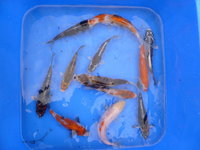 Mix low 2-2.jpg