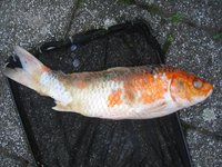 Koi (1).JPG