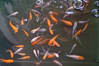 koi1.jpg