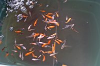 koi3.jpg