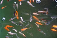 koi4.jpg