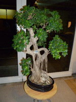 Bonsai.jpg