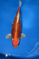 67cm-ASC_1859-A.jpg