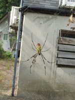 Spinne.jpg