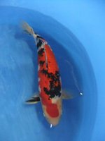 Maruten Sanke, 59cm.JPG