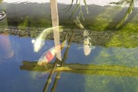 urmelkoi 10.05.2011 02800.jpg