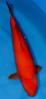 Benigoi_50cm_in.JPG