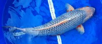 Fische 077.JPG