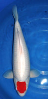 Tancho-Sansai-58-cmA.jpg